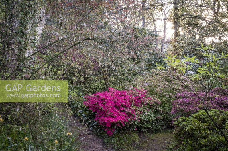 Les sentiers convergent dans le jardin boisé printanier, les rhododendrons et les azalées aux bords des sentiers