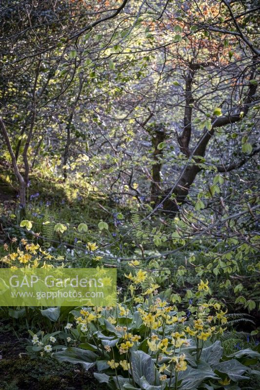 Erythronium oregonum dans un jardin boisé