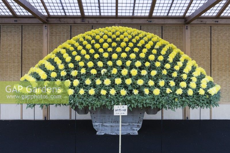 Plante de chrysanthème jaune unique cultivée en pot, palissée et pincée pour produire plusieurs centaines de fleurs en forme de dôme. Cette technique est appelée Ozukuri au Japon où l'image a été prise.