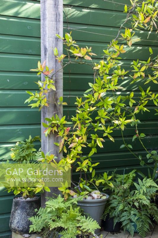 Trachelospermum jasminoides cultivé en pot grimpe sur une pergola contre un mur vert avec Osmunda regalis et Athyrium otophorum var. okanum en pots à April House, Gloucestershire