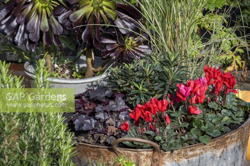 Pots d'automne, avec Miscanthus sinensis 'Morning Light', cyclamen rouge, Euphorbia amygdaloides 'Purpurea', Heuchera 'Obsidian' et Aeonium