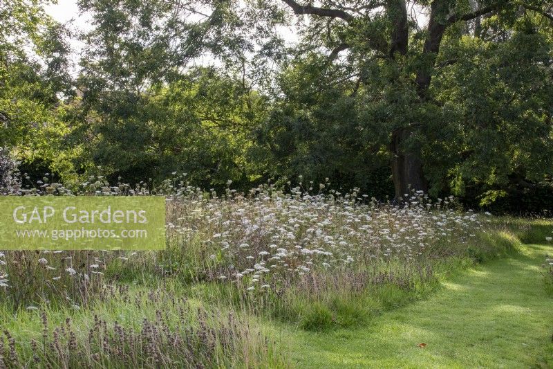 Fleurs sauvages et sentiers tondus dans le verger de Bourton House Garden, Gloucestershire.
