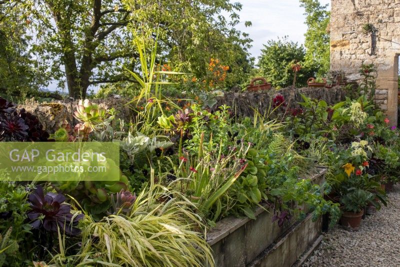 Un parterre de fleurs surélevé en bois avec des plantes grasses, des plantes annuelles et des plantes vivaces à l'entrée du jardin de Bourton House, Gloucestershire.