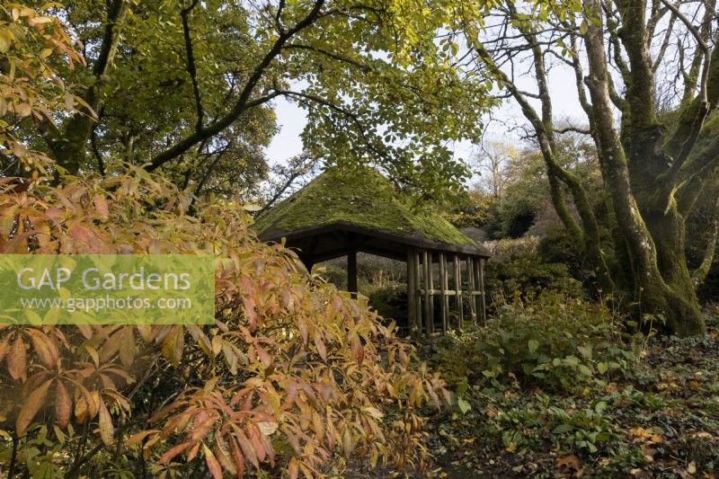Une maison d'été en bois recouverte de mousse apparaît derrière le feuillage d'un arbre aux feuilles aux couleurs d'automne dans un jardin boisé. La maison du jardin, Yelverton. Automne, novembre