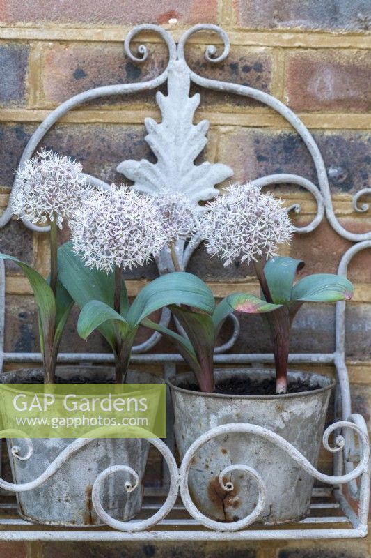 L'Allium karataviense blanc, un oignon ornemental qui fleurit à la fin du printemps, est planté dans des pots et suspendu à un mur.
