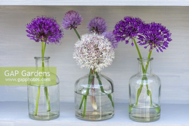Bouteilles en verre d'Allium karataviense blanc avec Allium 'Purple Sensation', oignons ornementaux.