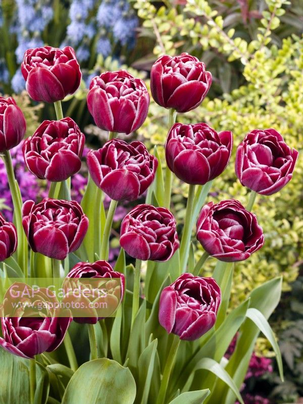 Tulipa Double Late Dream Touch, printemps mai