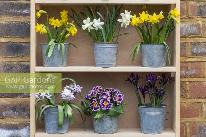 Sur l'étagère supérieure, des pots de Narcisse 'Tête-à-Tête' se trouvent de chaque côté du Narcisse 'Snow Baby''. Ci-dessous (de gauche à droite) se trouvent Chionodoxa 'Pink Giant', Primula polyanthus et Iris reticulata 'JS Dijt''.