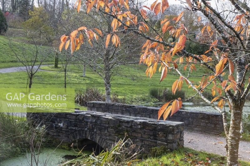 Un arbre Prunus Ukon, au feuillage d'automne, à côté d'un pont de pierre et d'un chemin de gravier incurvé avec un arboretum en arrière-plan. La maison du jardin, Yelverton. Automne, novembre