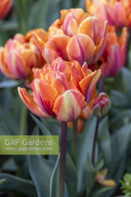 Tulipa 'Orange Princess' est une double avec de nombreux pétales d'un orange riche, avec des plumes rouges et vertes sur les pétales extérieurs.