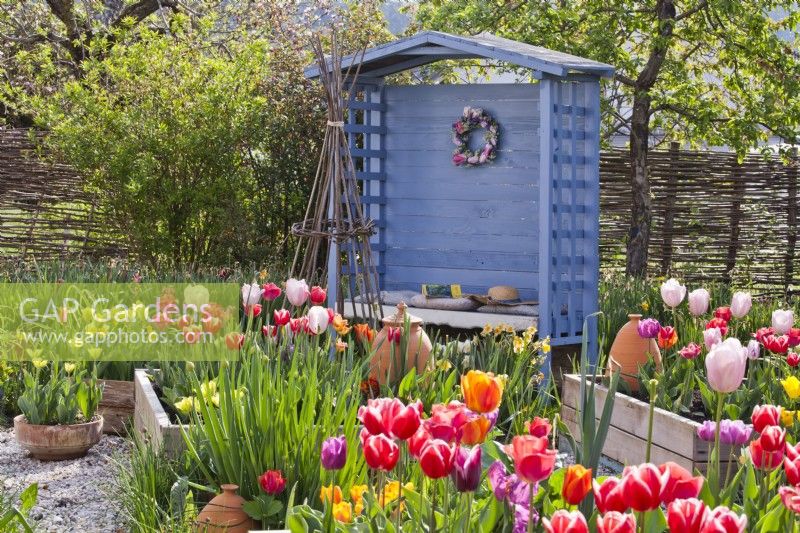 Jardin printanier avec parterres de fleurs surélevés remplis de tulipes et un belvédère bleu en arrière-plan.