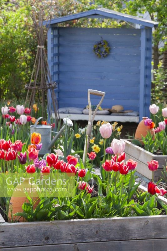 Parterre de fleurs surélevé avec tulipe 'Leen Van Der Mark' et outils de jardinage avec gazebo bleu en arrière-plan.