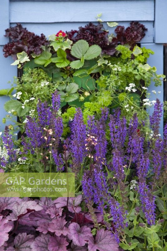 Plantation sur le thème violet dans 'Bee Inspired' - Magnifiques parterres de fleurs au BBC Gardener's World Live 2018, juin