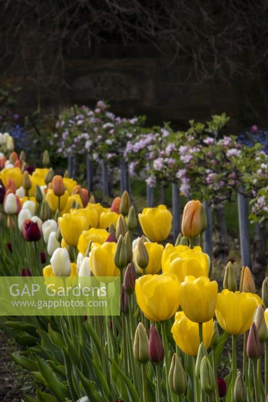 Rangées de tulipes à couper dans le potager du Gravetye Manor avec des pommiers en marche en arrière-plan.