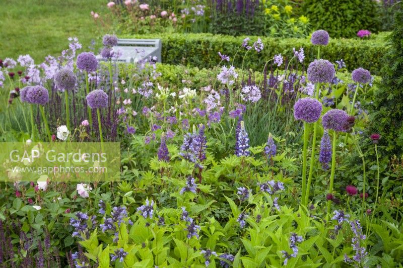 Plantes vivaces violettes mélangées dans le « Experience Peak District and Derbyshire Garden » au RHS Chatsworth Flower Show 2017, juin