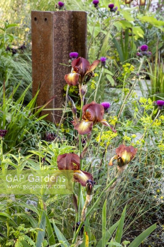 Iris barbu 'Kent Pride et Cirsium rivulare 'Trevor's Blue Wonder' - Plume Thistle - poutre verticale en métal rouillé
