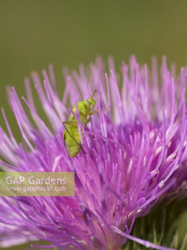 Capside Bug sur fleur de chardon lance