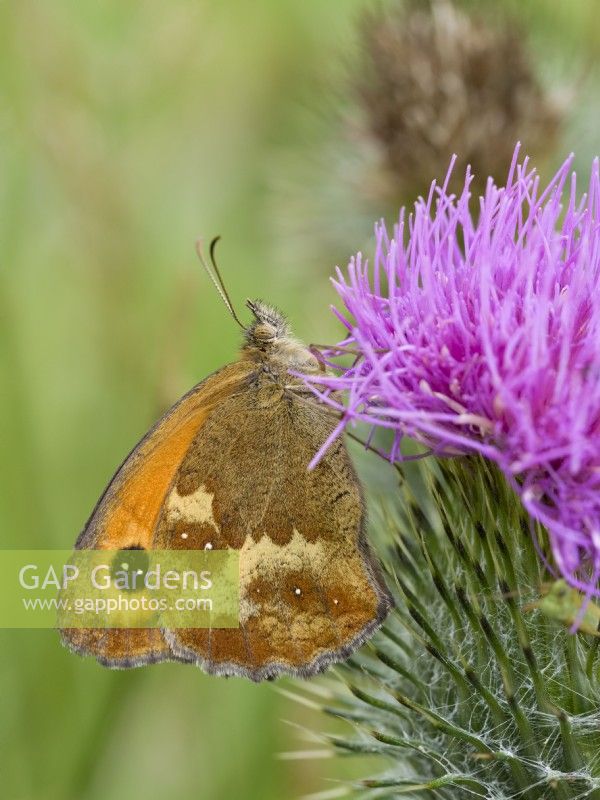 Pyronia tithonus - Papillon gardien sur chardon lance