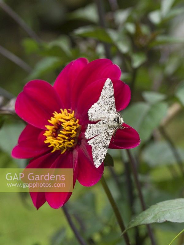 Biston betularia - Papillon poivré sur fleur de dahlia