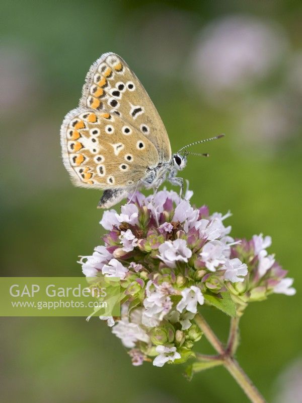 Polyommatus icarus - Papillon bleu commun sur les fleurs de thym