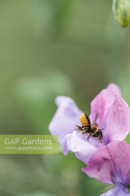 Lathyrus odoratus - pois de senteur - et abeille avec pollen - juillet