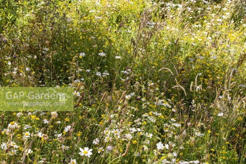 Plantation de prairies avec Plantago lanceolata, Leucanthemum vulgare, Lotus corniculatus, Achillea millefolium et graminées 