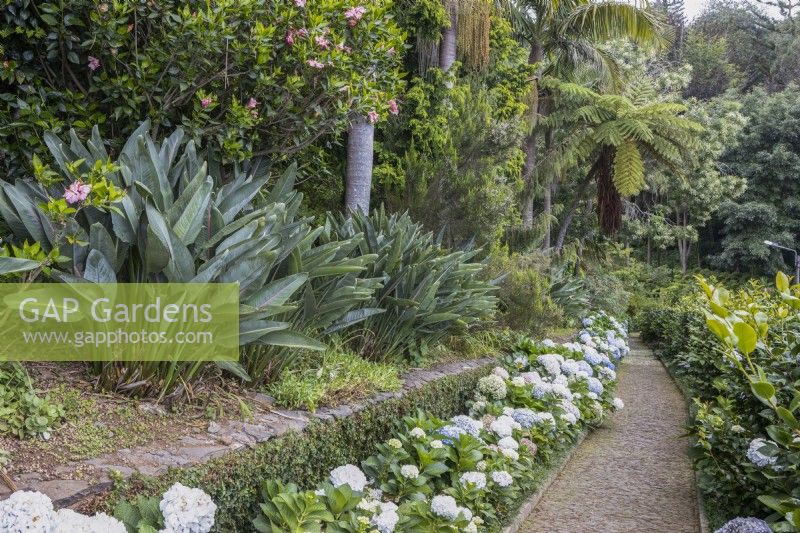 Des hortensias bordent un long chemin droit avec des plantes d'oiseaux de paradis et des plantes tropicales en arrière-plan. Jardins du Monte Palace, Madère. Août. Été 
