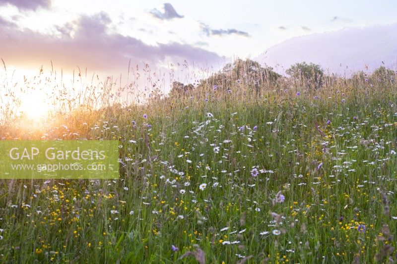 Prairie de fleurs sauvages avec marguerites à œil de bœuf, renoncule, scabieuse des champs et graminées au coucher du soleil. 