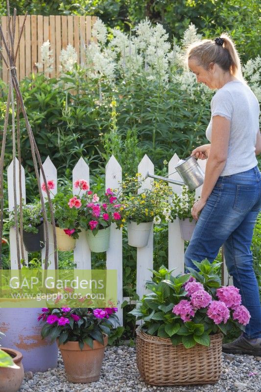Femme arrosant des plantes annuelles cultivées en pot, notamment Impatiens, Pelargonium, Verbena et Sanvitalia, suspendues à une clôture blanche. 
