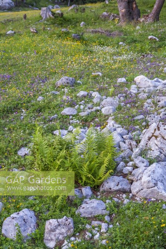 Prairie de fleurs sauvages alpines en fleurs. Polystichum aculeatum. 