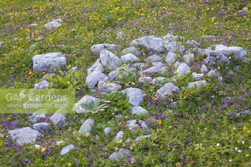 Prairie de fleurs sauvages alpines en fleurs. 