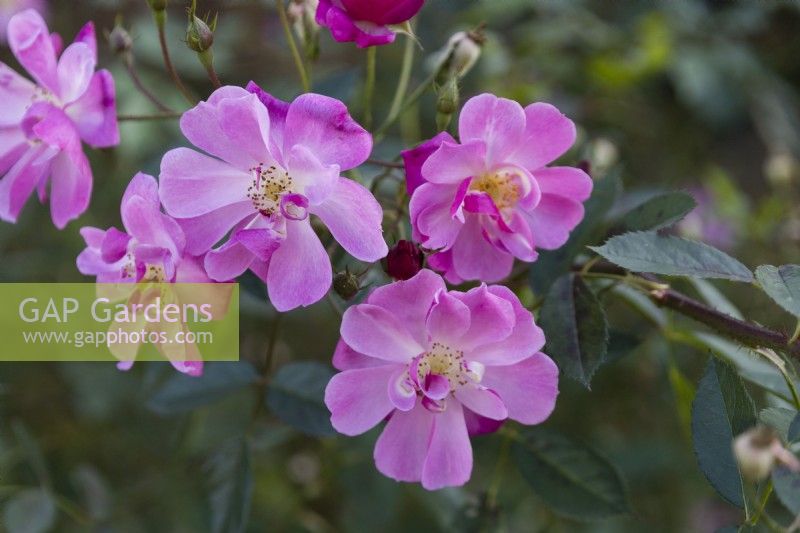 Gros plan de plusieurs fleurs de Rosa 'Lavender Dream' - Floribunda Rose 