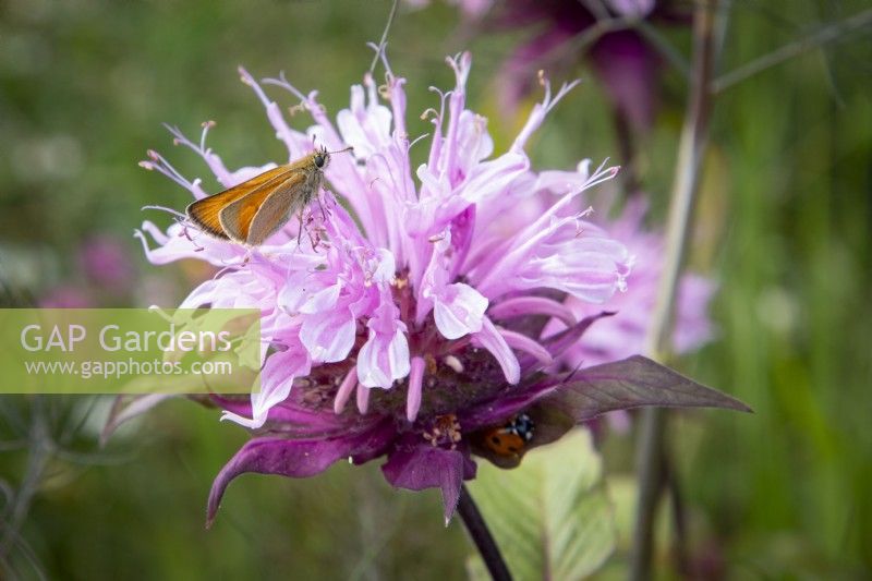 Papillon skipper sur fleur de Monarda 'Croftway Pink', Bergamote 