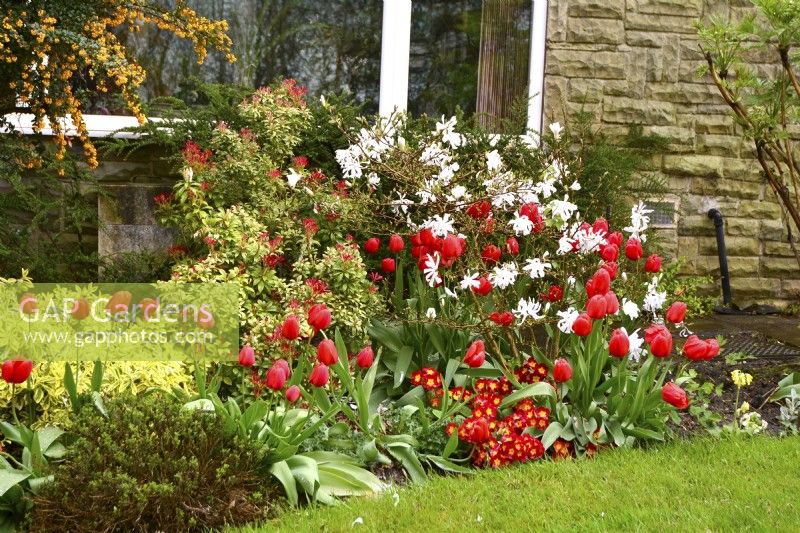 Plantations au début du printemps devant la maison comprenant : Magnolia stellata, tulipes rouges, Euonymus fortunei jaune, Pieris, primevères. Avril 