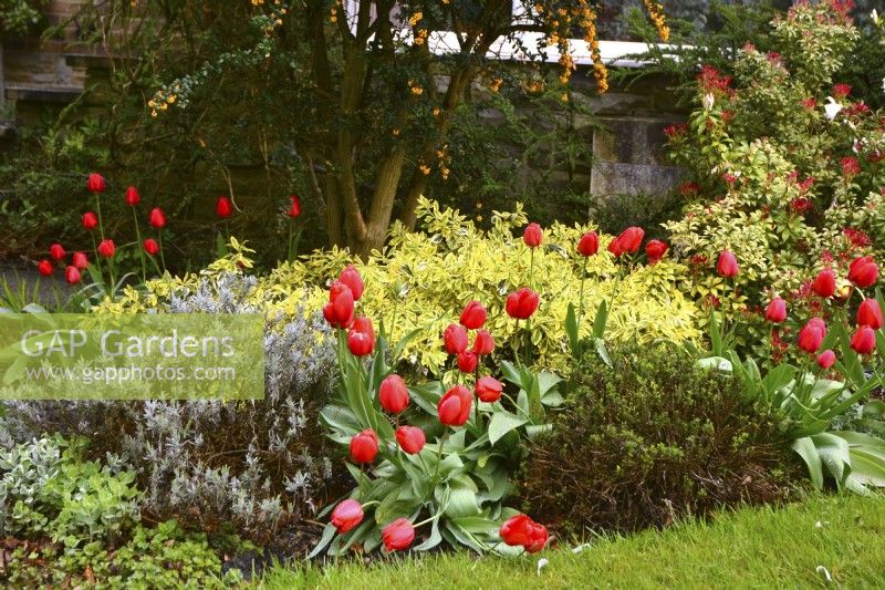 Plantations au début du printemps devant la maison comprenant : Berberis darwinii, , tulipes rouges, Euonymus fortunei jaune, Lavandula, Pieris. Avril 