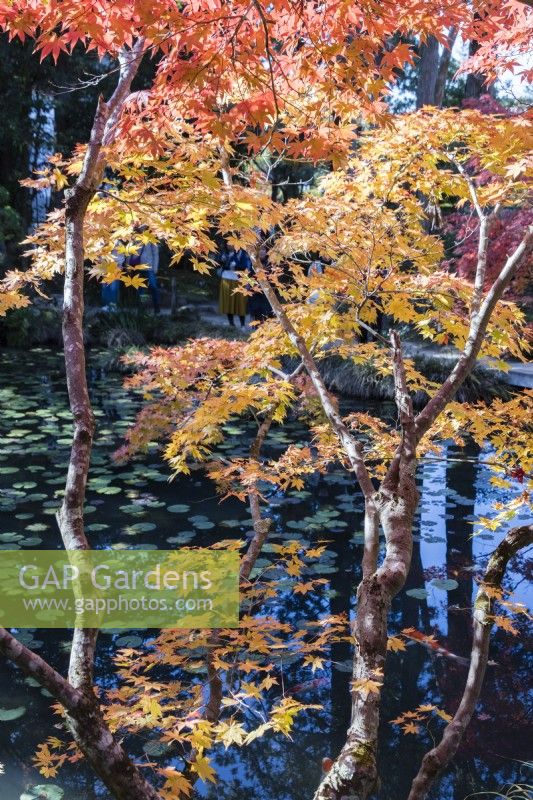 Plusieurs Acers rétroéclairés aux couleurs de l'automne. Vue sur l'étang en arrière-plan. 