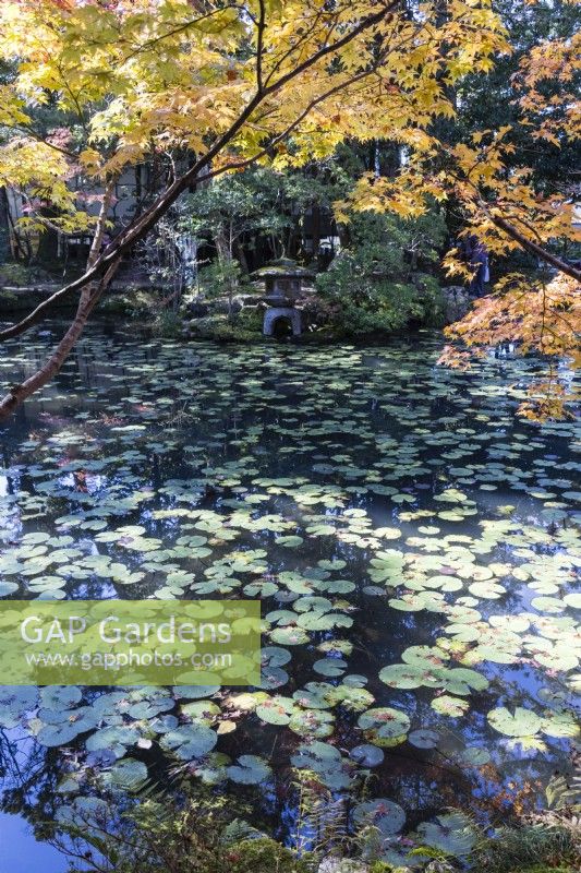 Nénuphars couvrant la surface de l'étang et vue sur la lanterne en pierre avec un acer rétroéclairé aux couleurs de l'automne. 