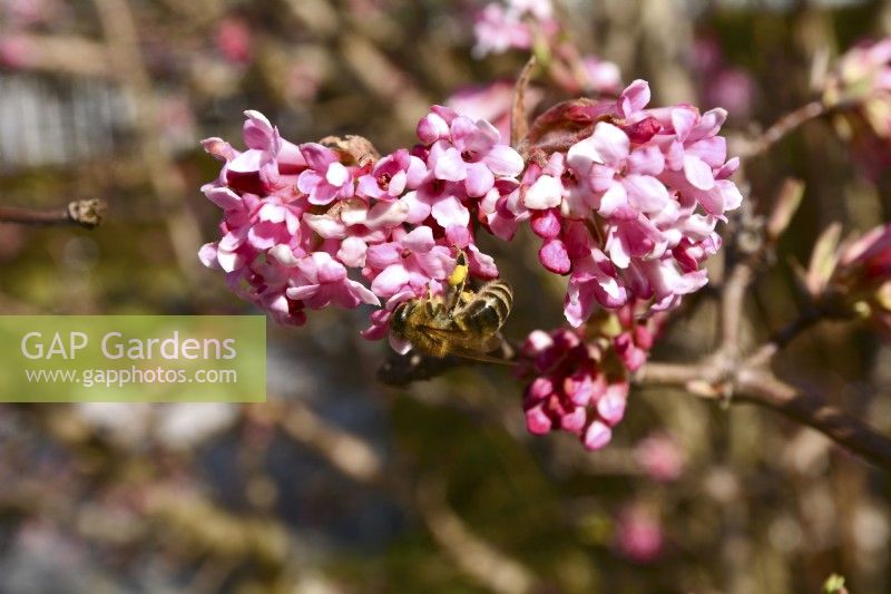 Viburnum bodnantense à floraison hivernale avec abeille sur fleurs roses. Février 