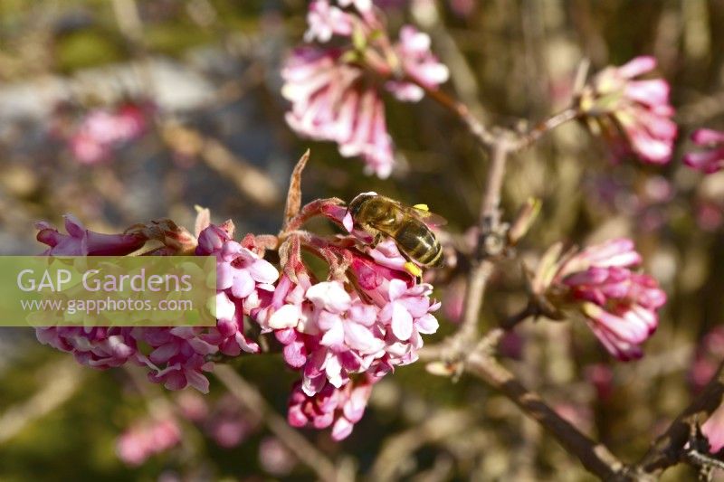 Viburnum bodnantense à floraison hivernale avec abeille sur fleurs roses. Février 