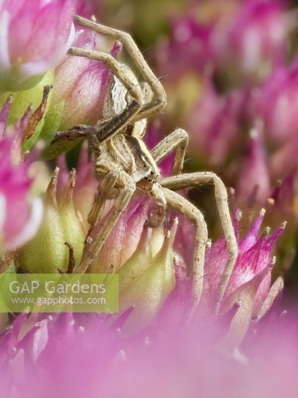 Pisaura mirabilis - chasse aux araignées en toile de pépinière sur les fleurs de Sedum 