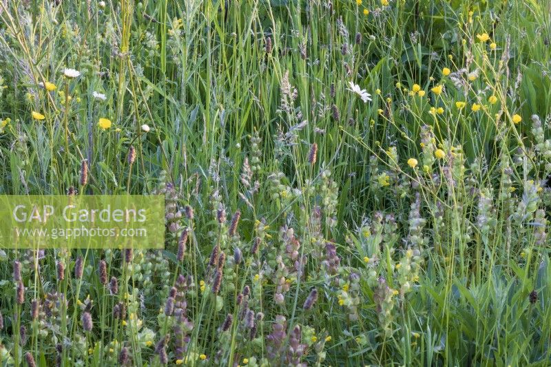 Une partie de la prairie de fleurs sauvages avec des pâquerettes, des renoncules des prés et des hochets jaunes, Rhinanthus minor, pour décourager la croissance de l'herbe. 
