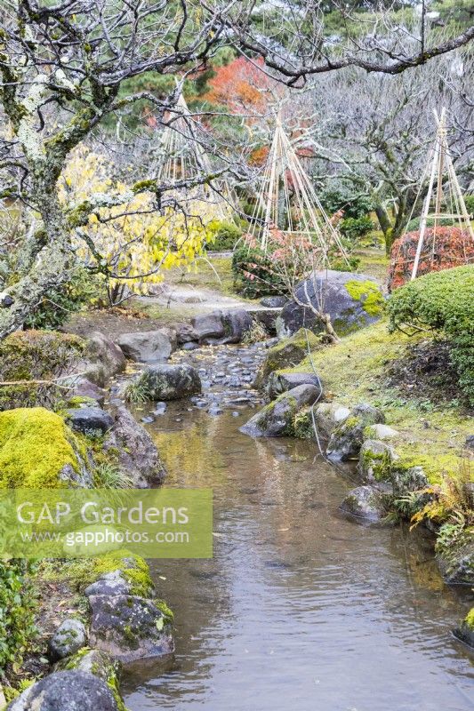 Ruisseau dans le jardin avec plusieurs wigwams de bambou et corde en arrière-plan protégeant les petits arbres et arbustes de la neige. Ceci est connu sous le nom de Yukitsuri. 