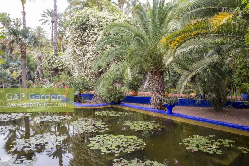Nymphaea - nénuphar dans l'étang entouré de palmiers au Jardin Majorelle, jardin Yves Saint Laurent 