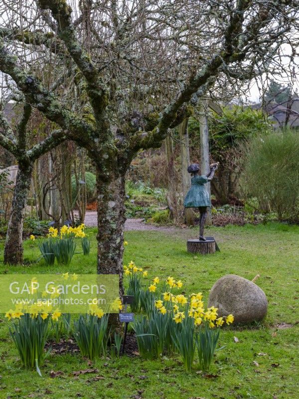 Narcisse « Rijnveld's Early Sensation » dans un verger de RHS Rosemoor. Sculpture de jardin en métal représentant une jeune fille en arrière-plan. Février. 