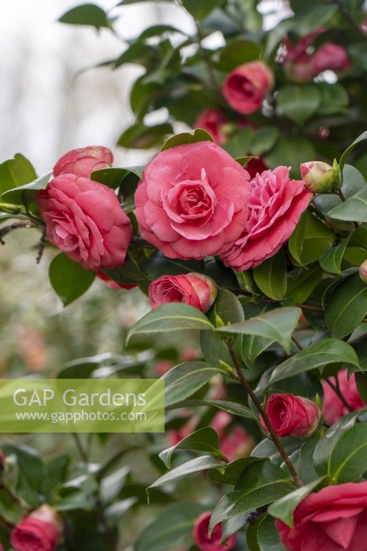 Camellia japonica 'Rosendale's Beauty'.Parco delle Camelie, Camellia Park, Locarno, Suisse 