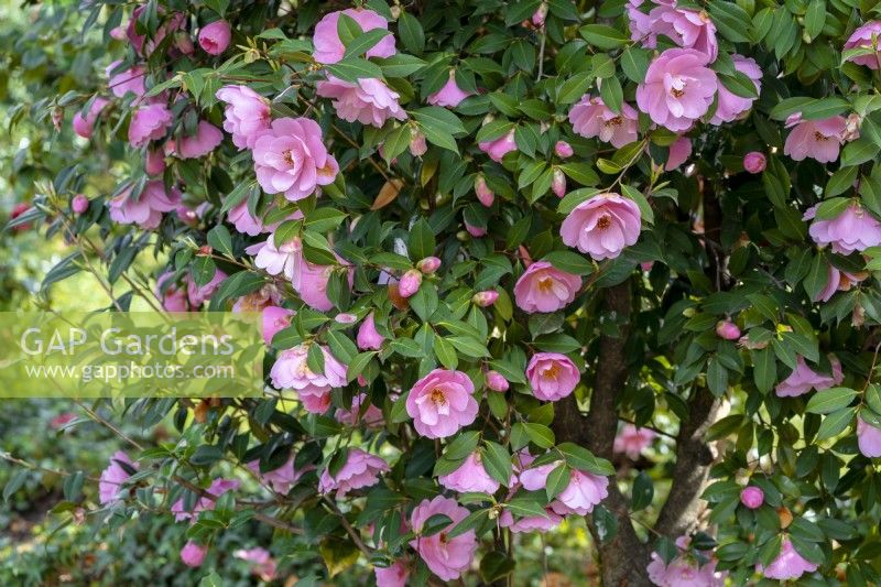 Camellia x williamsii 'Sayonara'.Parco delle Camelie, Parc Camellia, Locarno, Suisse 