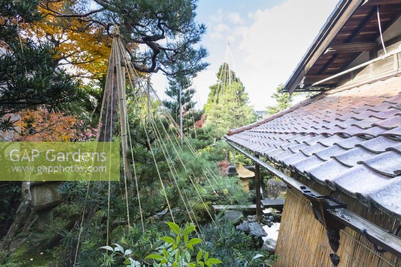 Vue depuis le niveau supérieur de la maison jusqu'au toit de tuiles et aux pins avec des wigwams en corde et en bambou comme protection contre les dommages causés par la neige appelés Yukitsuri. 