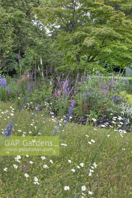 Prairie de fleurs sauvages devant un parterre de fleurs vivaces au jardin North Cottage, Whittington - ouvert à la charité, juin 