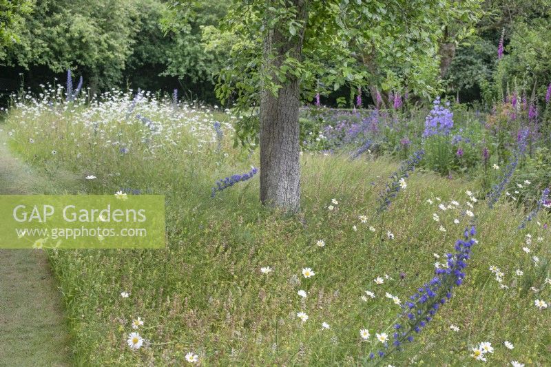 Prairie de fleurs sauvages au jardin North Cottage, Whittington - ouvert à la charité, juin 