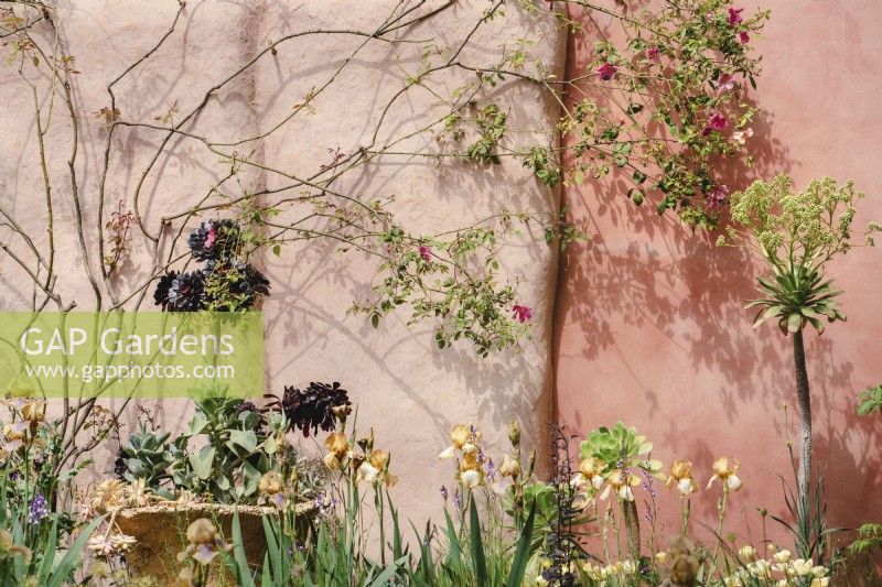 Rosa odorata Mutabilis grimpe sur un mur ensoleillé avec Aeonium Zwartkop et Isis Benton Susan. Jardin réalisé par Sarah Price pour RHS Chelsea, avec des matériaux récupérés et de la peinture à base de plantes. 